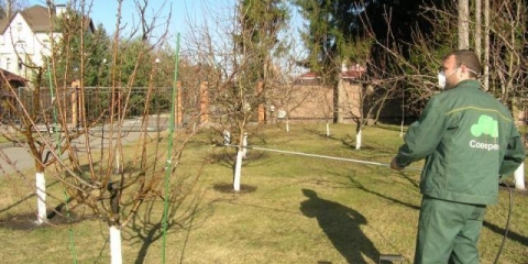 Kako preraditi šljivu u proljeće